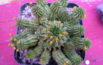 Euphorbia suzanne (mature plant)
