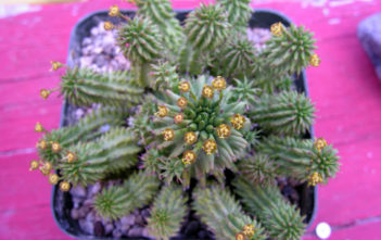 How to Grow and Care for Euphorbia Euphorbia suzanne (mature plant)