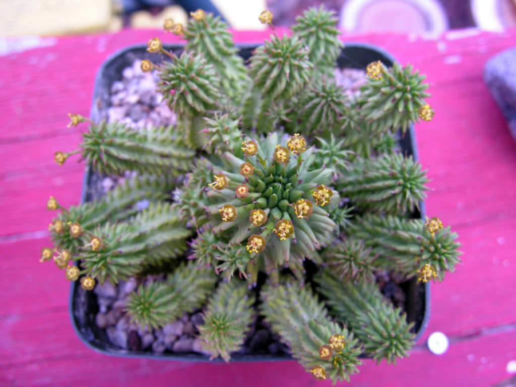 Grow and Care Euphorbia (Euphorbia suzanne, mature plant)