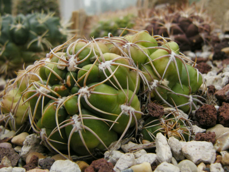 Gymnocalycium denudatum - Spider Cactus
