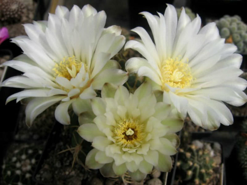 Gymnocalycium denudatum - Spider Cactus