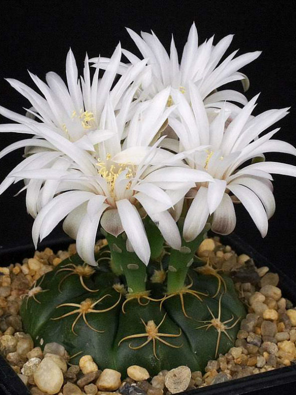 Gymnocalycium denudatum - Spider Cactus