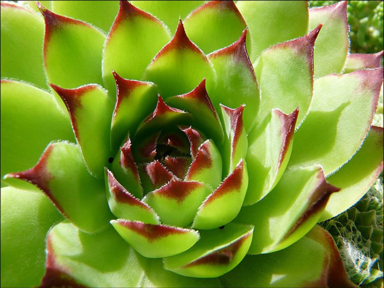 Houseleek