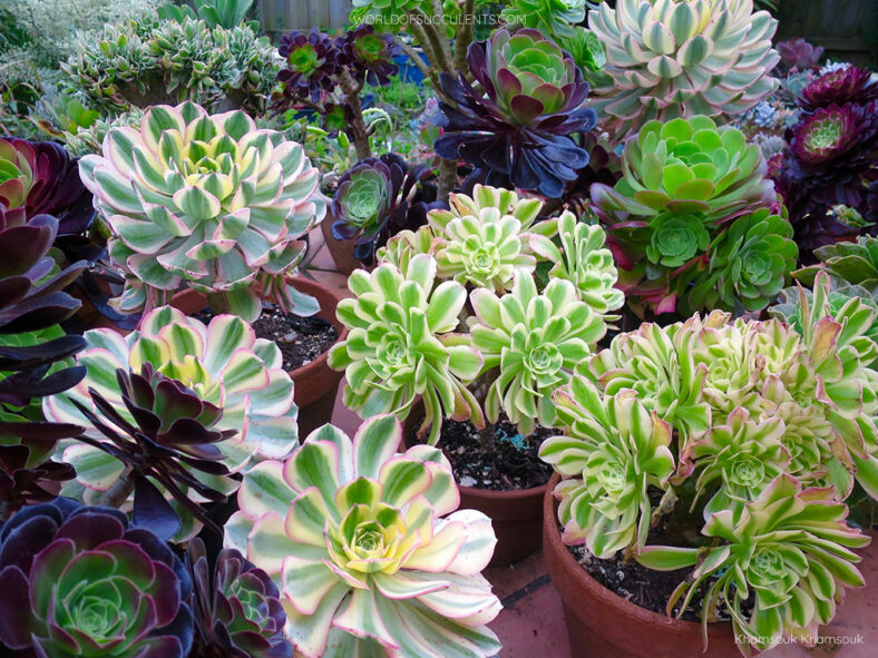 How to Grow and Care for Aeonium (Aeonium Collection)