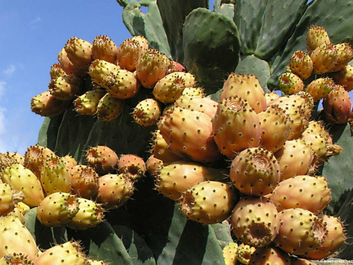 Figue indienne Opuntia - Un fruit et un légume