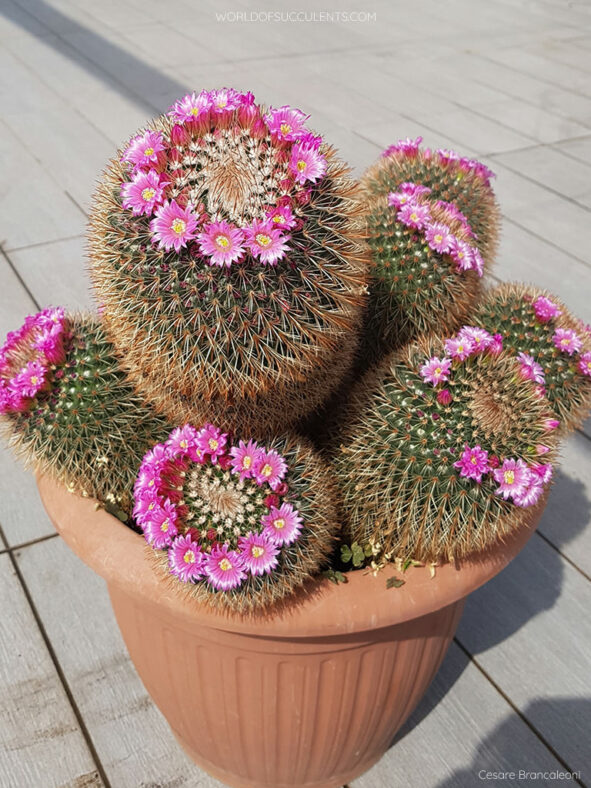 Plant in bloom. Mammillaria spinosissima, commonly known as Spiny Pincushion Cactus