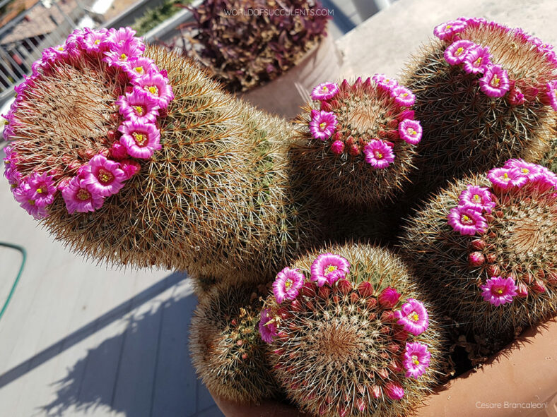 Plant in bloom. Mammillaria spinosissima, commonly known as Spiny Pincushion Cactus