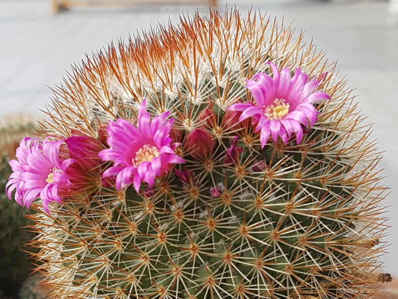 Flowers of Mammillaria spinosissima, commonly known as Spiny Pincushion Cactus