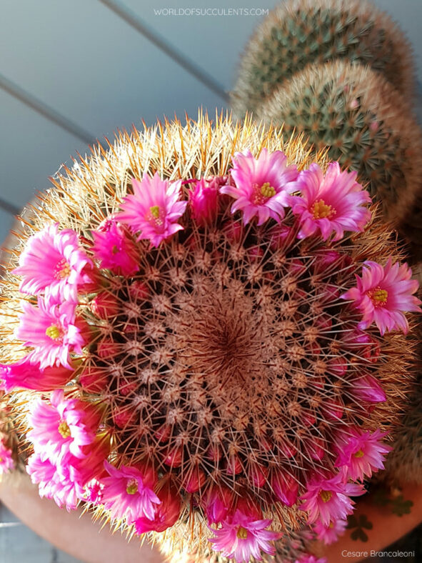 Flowers of Mammillaria spinosissima, commonly known as Spiny Pincushion Cactus