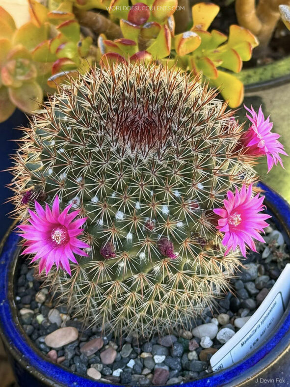 Mammillaria spinosissima, commonly known as Spiny Pincushion Cactus