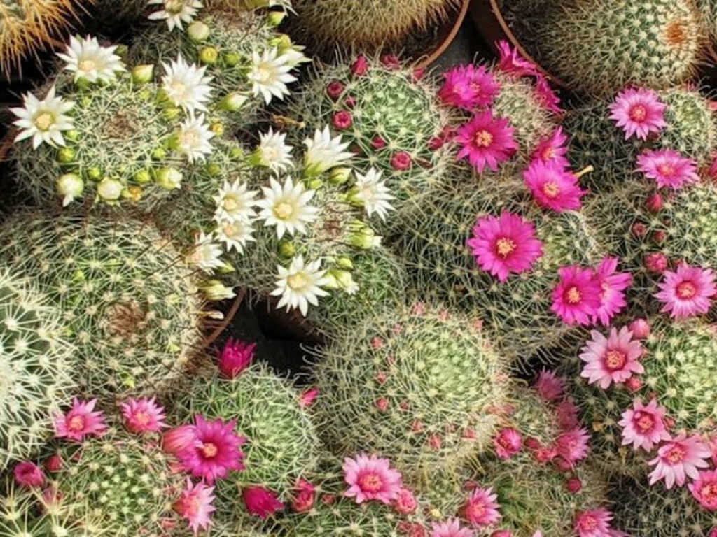 Mammillaria Benneckei, a Type of Cactus with Hook Spines There is a  Tuberous Propagation. Clump Together into a Group. Blooming Stock Photo -  Image of close, garden: 287036280