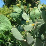 Opuntia ficus-indica - intialainen viikuna