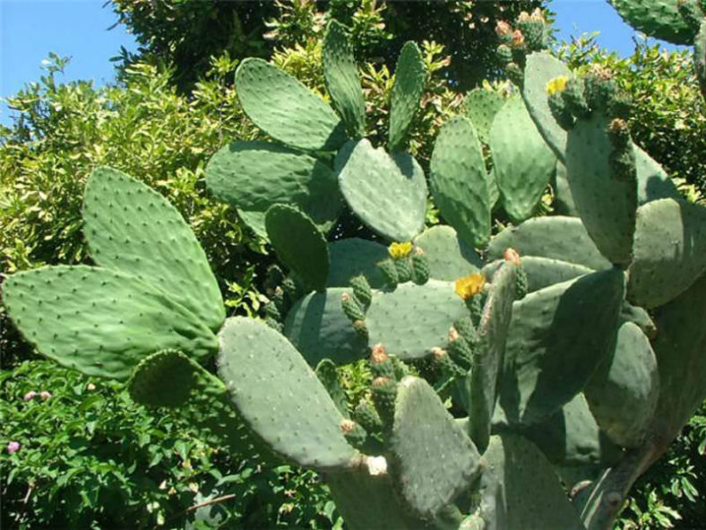 Opuntia ficus-indica - Indian Fig
