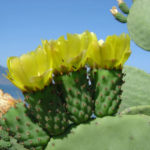 Opuntia ficus-indica - Intialainen viikuna