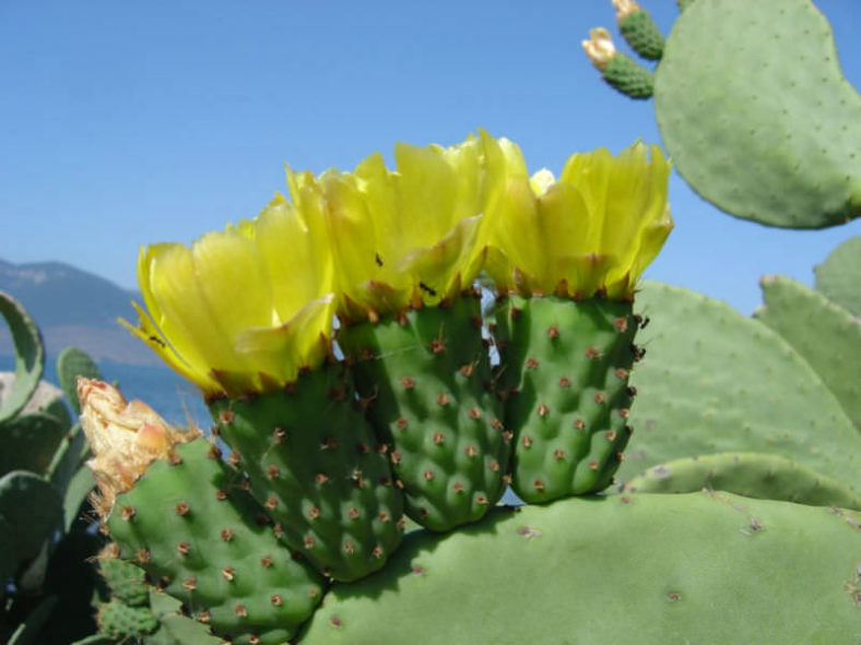 Opuntia ficus-indica - Indian Fig