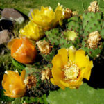 Opuntia ficus-indica - intialainen viikuna