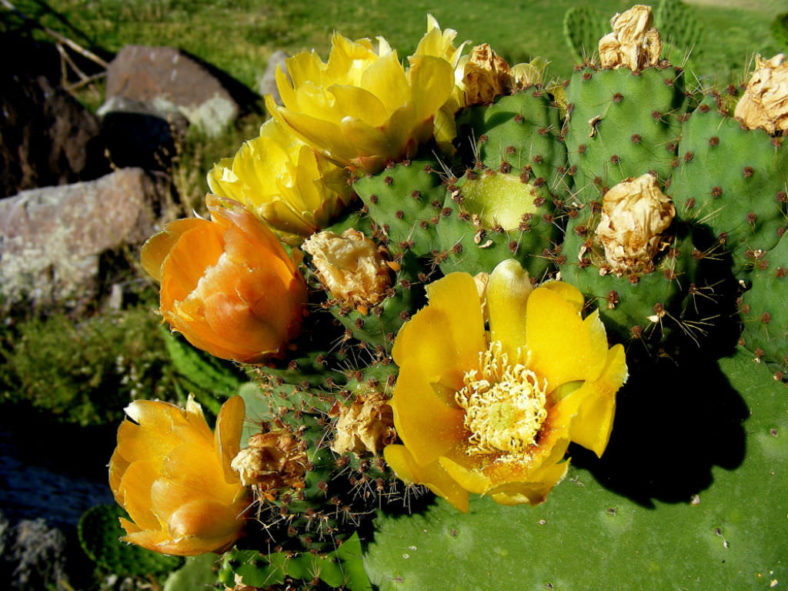 Opuntia ficus-indica - Indian Fig