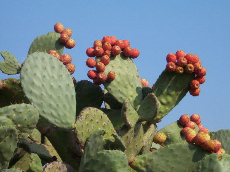 Opuntia ficusindica (Prickly Pear) World of Succulents