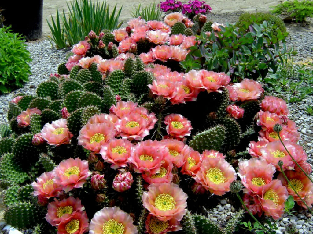How to Grow and Care for Opuntia | World of Succulents