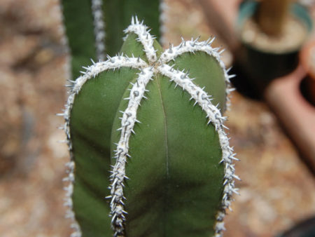 Pachycereus marginatus - World of Succulents