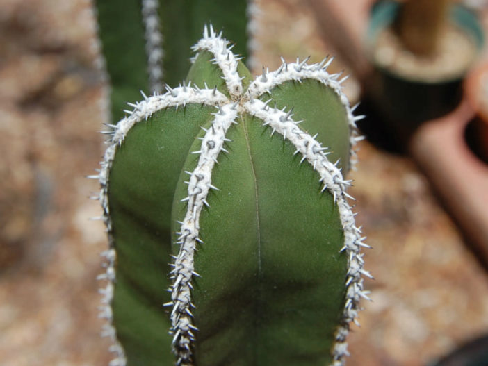 Pachycereus marginatus (Mexican Fence Post Cactus)