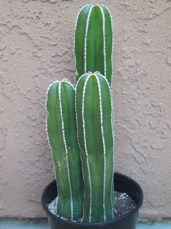 Pachycereus marginatus (Mexican Fence Post Cactus)