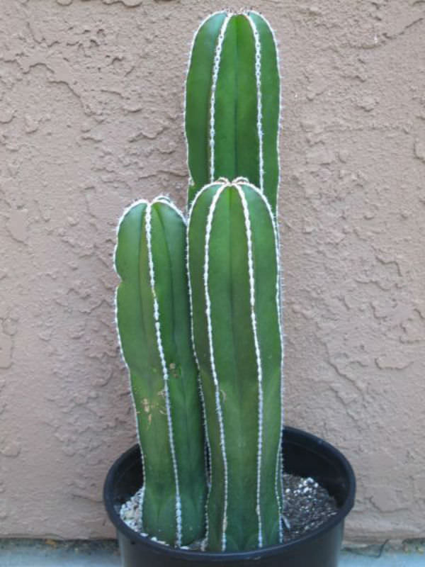 mexican fence pachycereus marginatus cactus pipe organ worldofsucculents columnar succulents plant plants potted cacti indoor pedro san tall succulent arizona