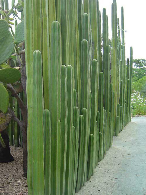 Pachycereus marginatus (Mexican Fence Post Cactus)
