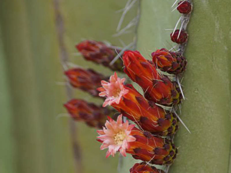 Pachycereus marginatus (Mexican Fence Post Cactus)