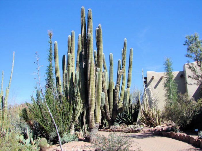 Pachycereus pringlei (Mexican Giant Cardon)