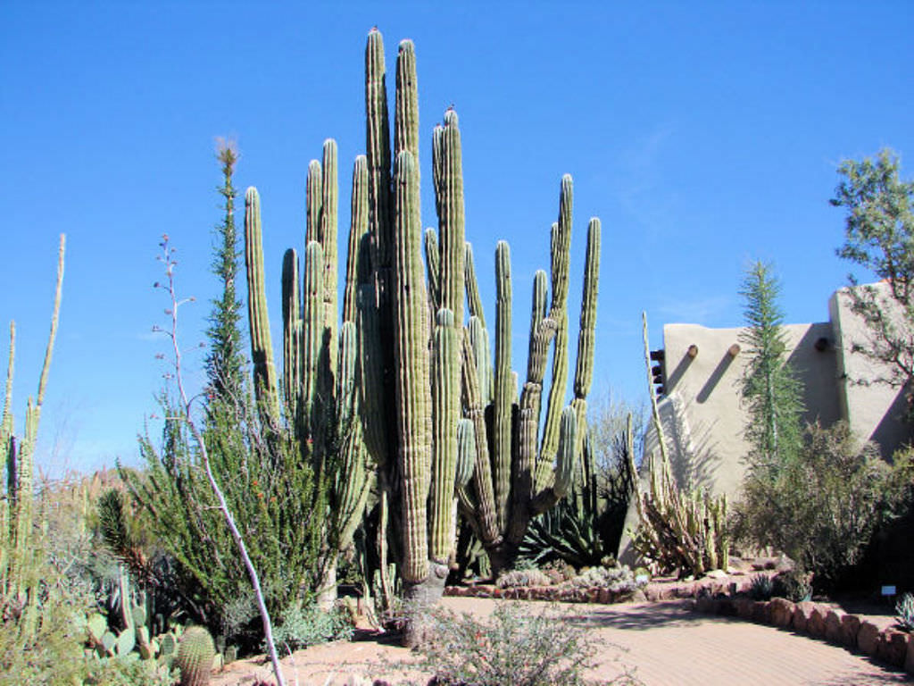 Pachycereus pringlei 10 Seeds Elephant Cactus Mexican giant cardon