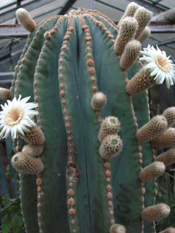 Pachycereus pringlei (Mexican Giant Cardon)