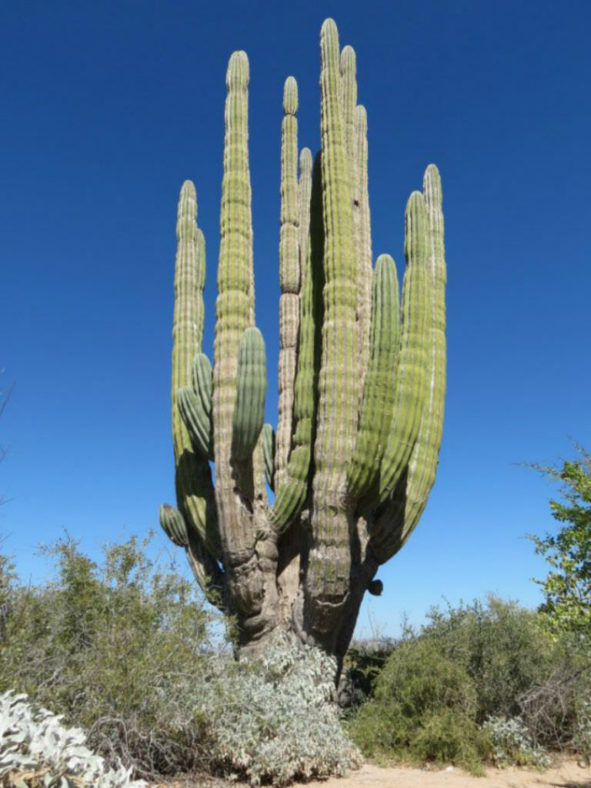 Pachycereus pringlei (Mexican Giant Cardon)