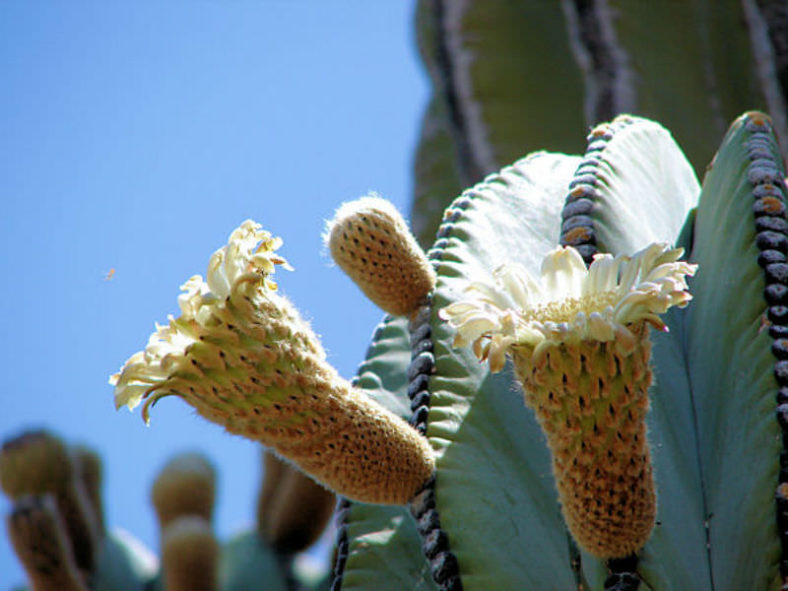 Pachycereus pringlei (Mexican Giant Cardon)