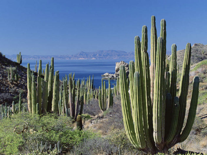 Pachycereus pringlei - Mexican Giant Cardon5