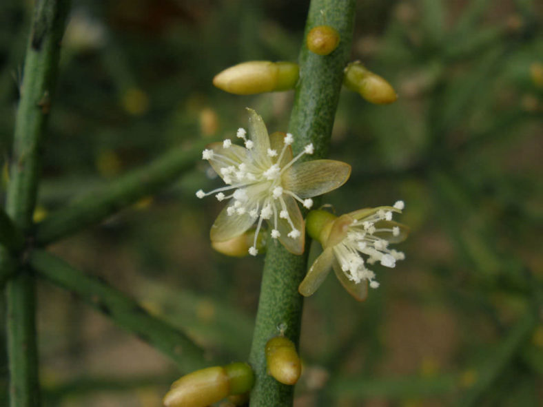 Rhipsalis baccifera (Mistletoe Cactus)