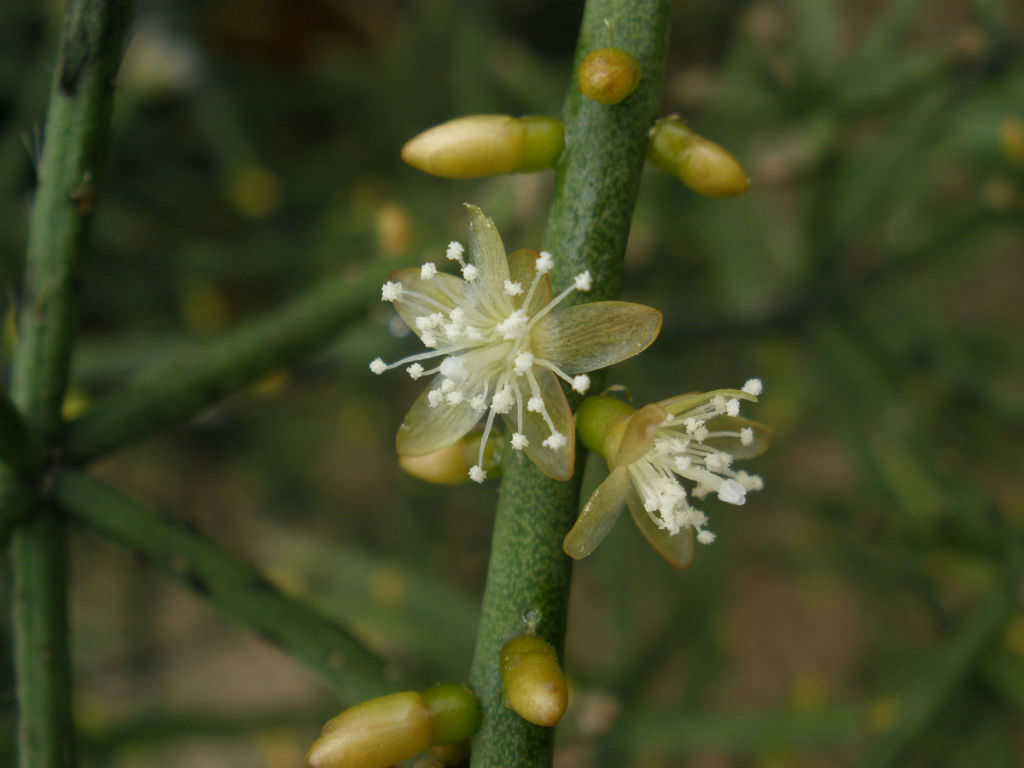 Rhipsalis baccifera Mistletoe Cactus1