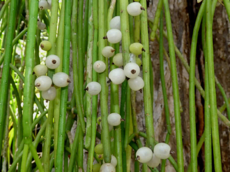 Rhipsalis baccifera (Mistletoe Cactus)