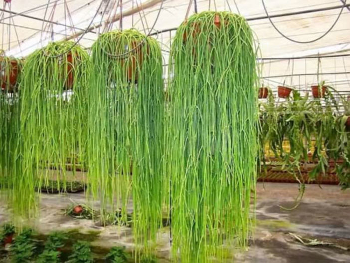 Rhipsalis baccifera (Mistletoe Cactus)