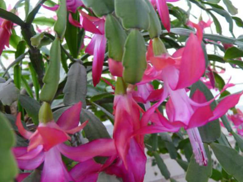 Schlumbergera russelliana