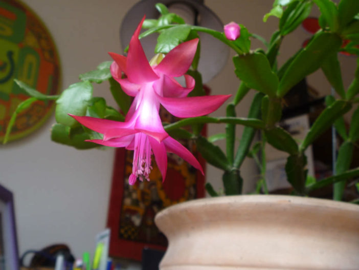 Schlumbergera russelliana