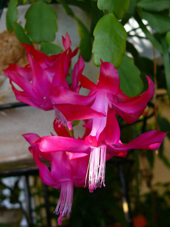Schlumbergera russelliana