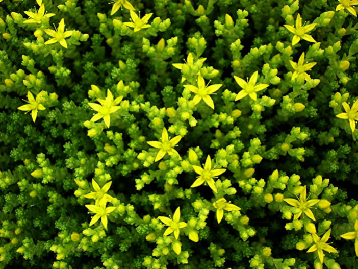 Sedum acre - Goldmoss Stonecrop