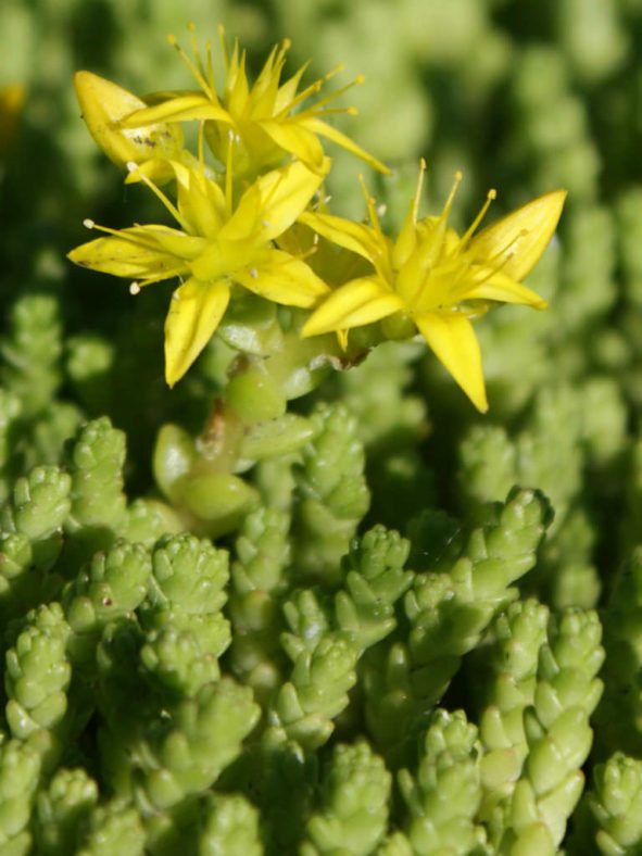 Sedum acre - Goldmoss Stonecrop