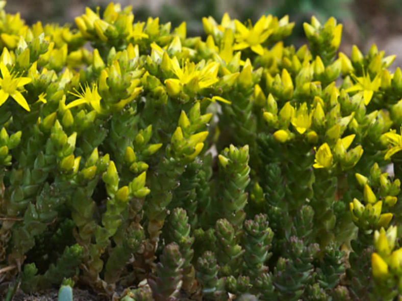 Sedum acre - Goldmoss Stonecrop