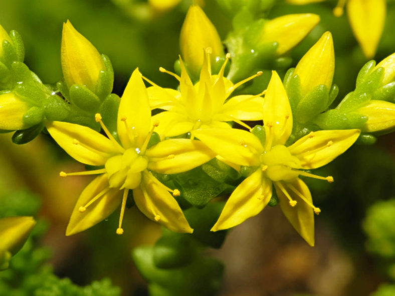 Sedum acre - Goldmoss Stonecrop
