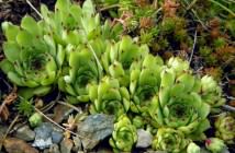 Sempervivum tectorum (Common Houseleek)