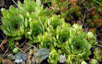 Houseleek: Superstitions, History and Medicinal Benefits Sempervivum tectorum (Common Houseleek)