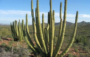 Stenocereus thurberi (Organ Pipe Cactus) Stenocereus thurberi - Organ Pipe Cactus