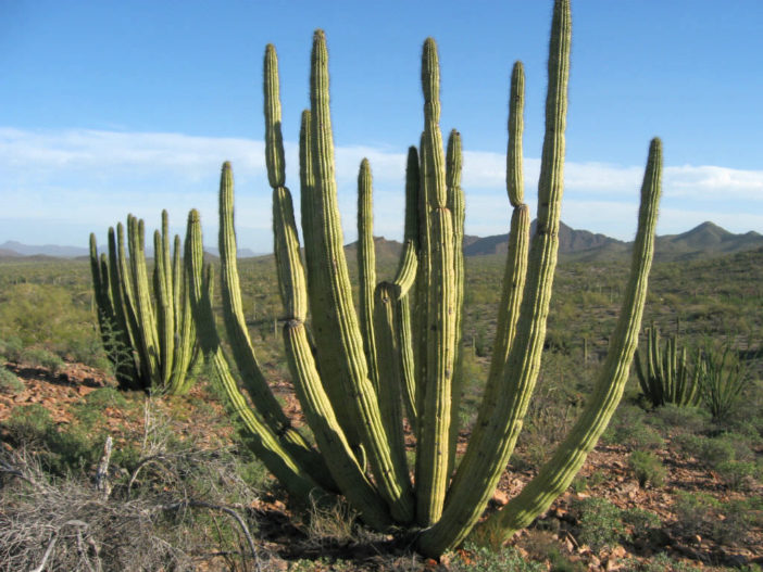 Stenocereus thurberi - Organ Pipe Cactus